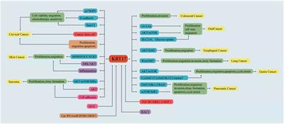 The Role of Keratin17 in Human Tumours